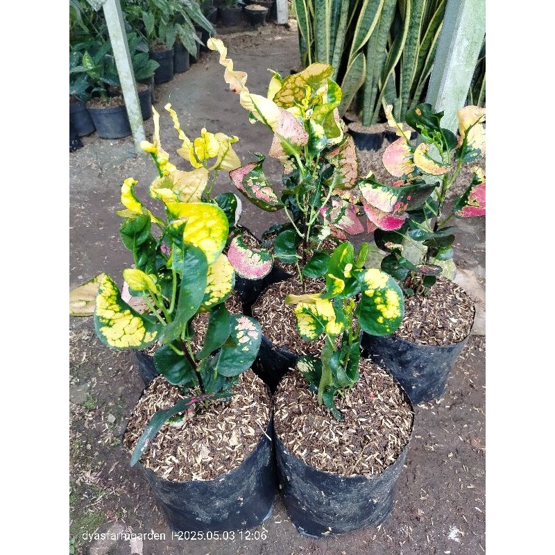 Tanaman Hias Puring Apel Pohon Puring Apel lokal Tricolor