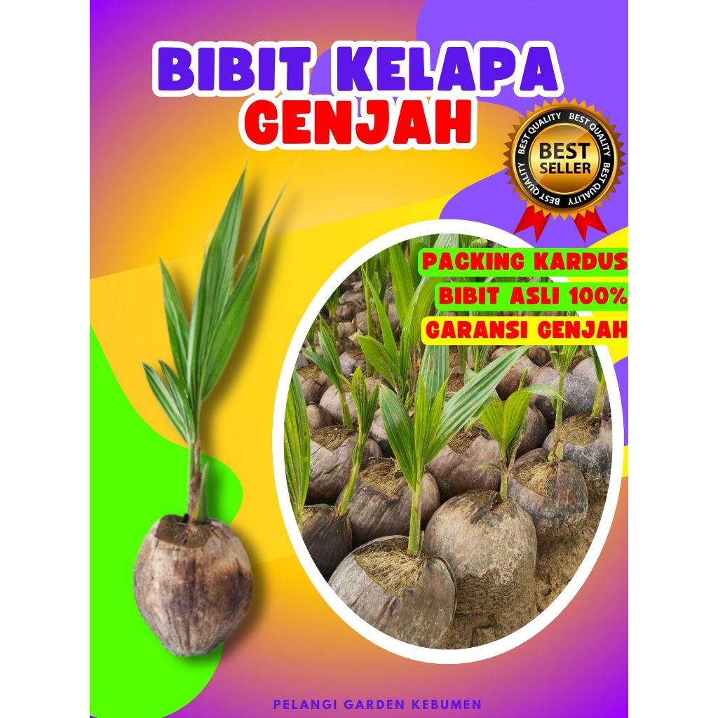 CEPAT PANEN.. Benih Buah Kelapa Genjah Entok Kebumen, Benih Buah Kelapa Genjah Entok, Benih Buah Kel