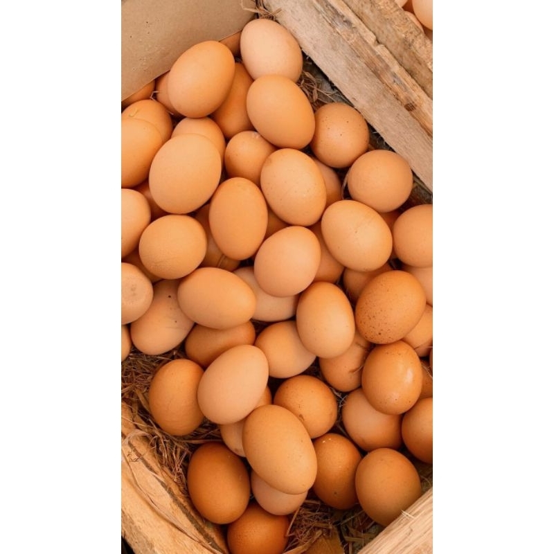 

Telur Ayam