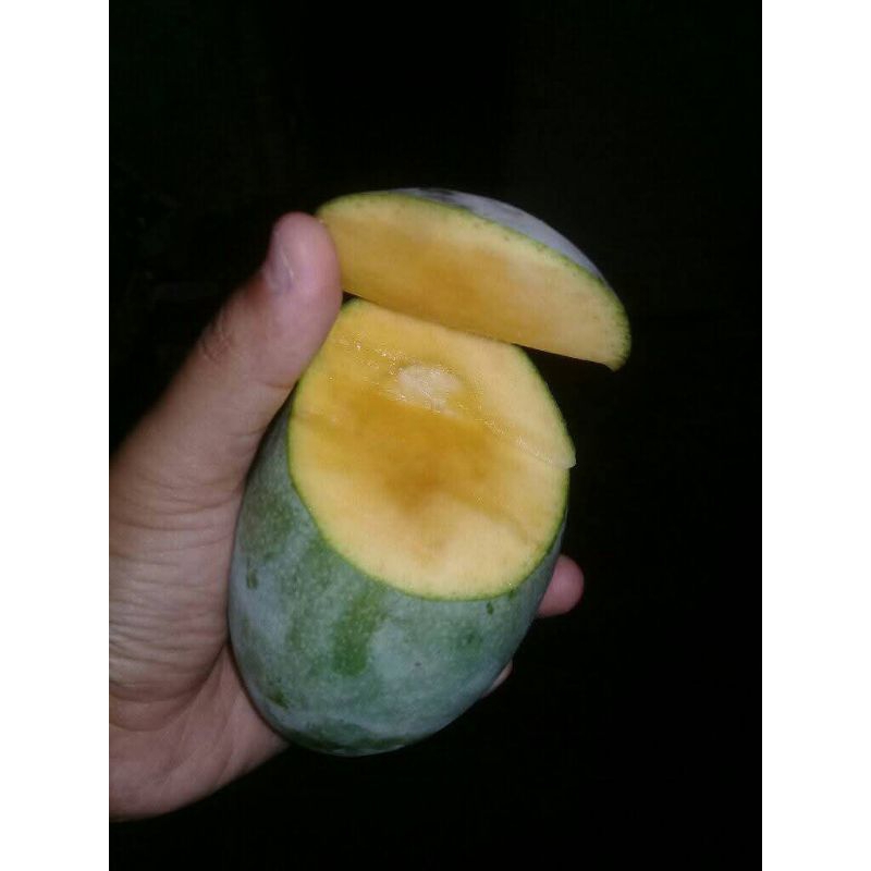 

READY..mangga lalijiwo/ mangga madu per 1kg