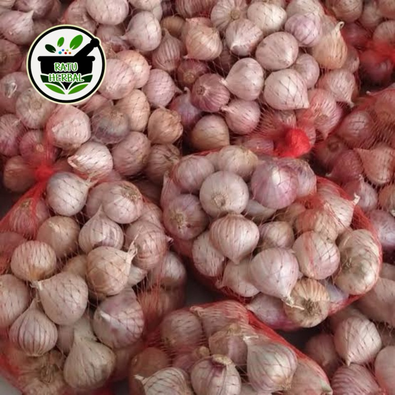

Bawang Lanang Bawang Tunggal