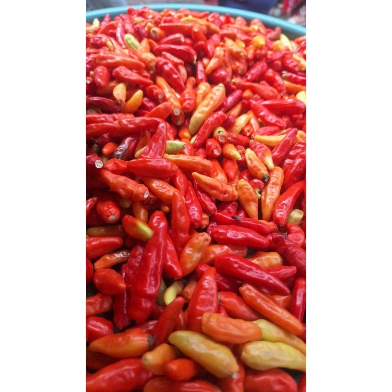 

cabe rawit ori petik 250gram