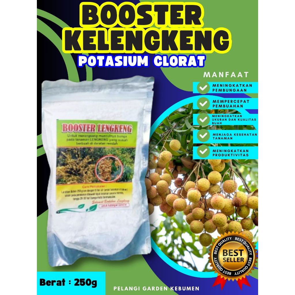 BEBAS JAMUR  Boster Kelengkeng Cangkok, Boster Kelengkeng Cangkok Batang Besar Berbuah, Boster Kelen