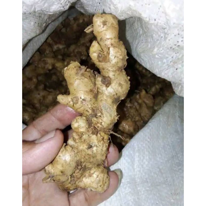 

jahe emprit segar dari pegunungan murias500gr