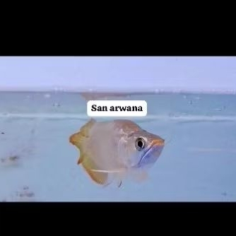 arowana super red short body king ITL Kalimantan barat