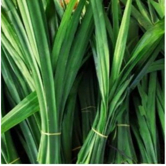 

Daun Pandan / Panda Leaves Per Pack