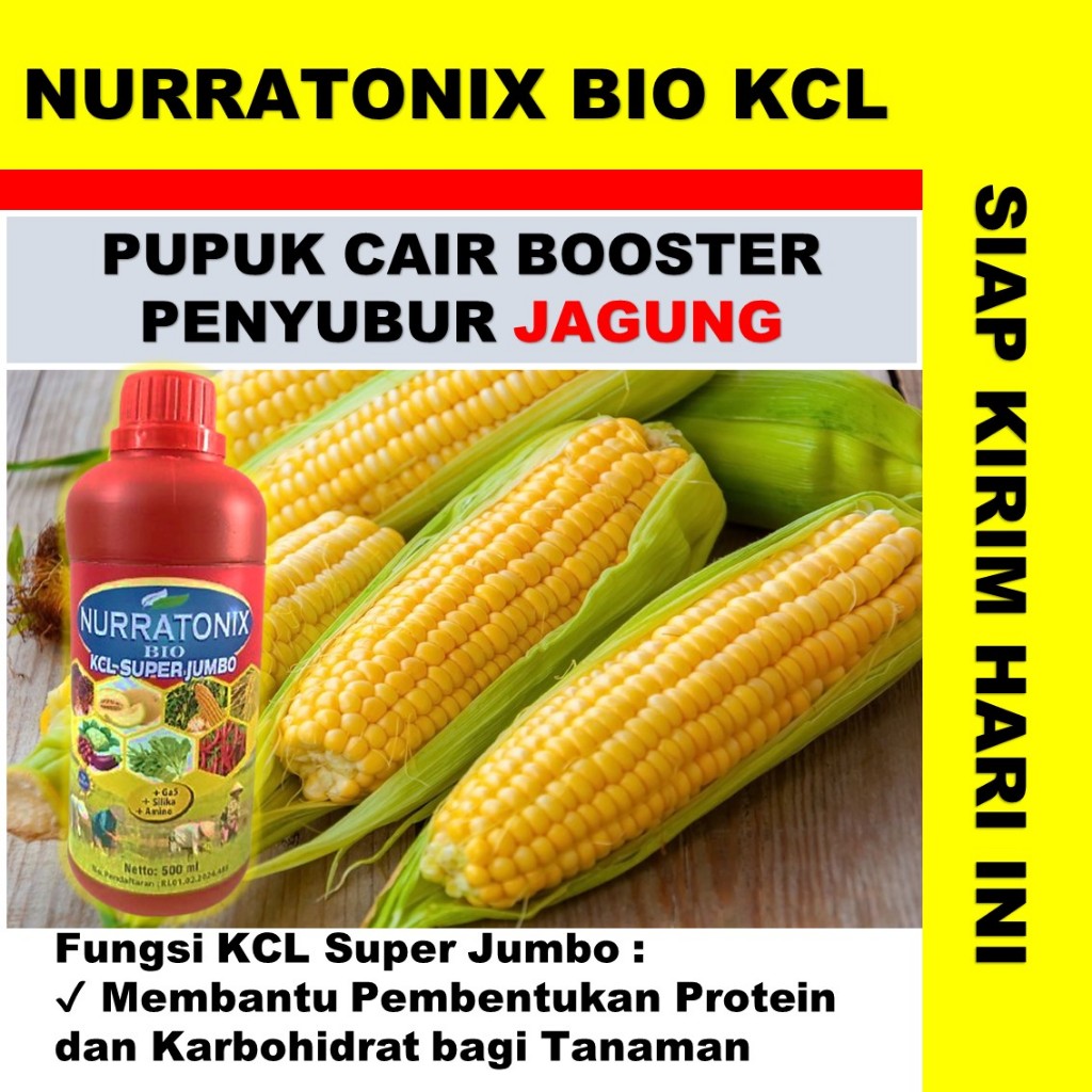 pupuk jagung manis NURRATONIX BIO KCL SUPER JUMBO - pupuk jagung terbaik ampuh -pupuk cair jagung ma