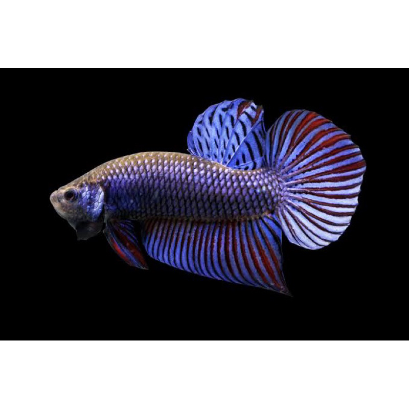 

Ikan Cupang Plakat Hias Cupang Co saat live