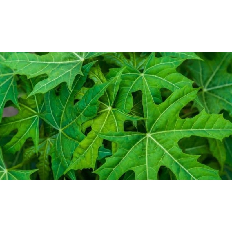 

daun pepaya segar per helai