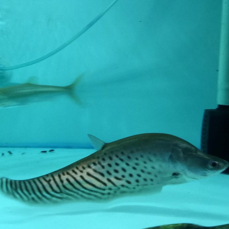 BELIDA ROYAL paket 5 ekor