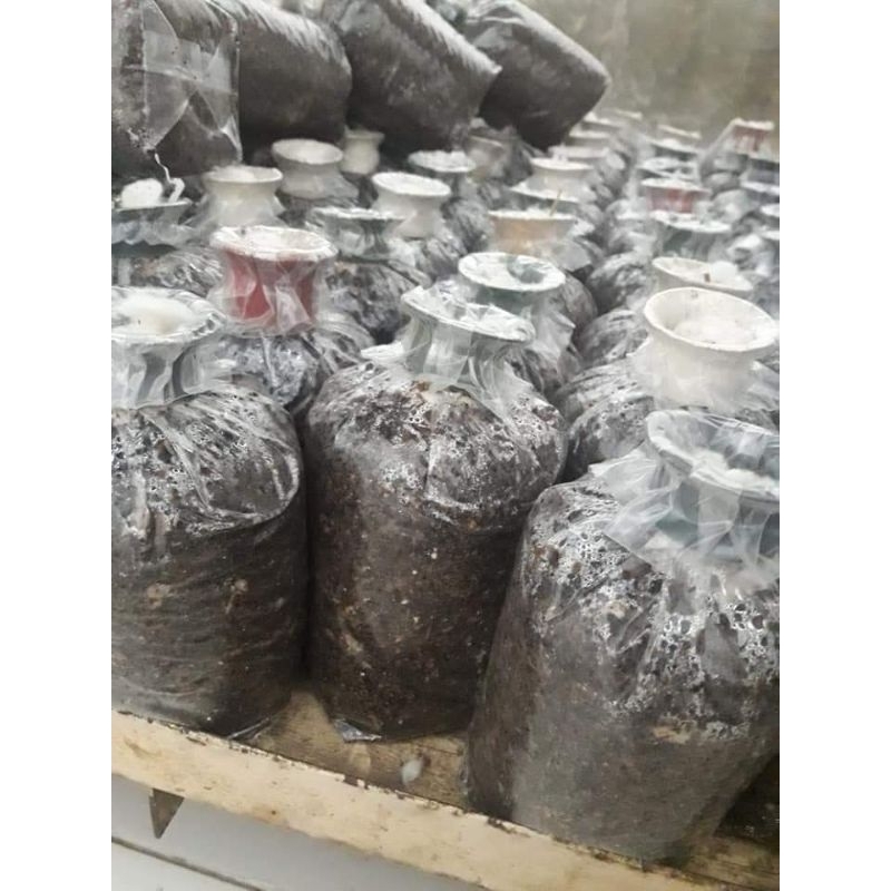 BIBIT JAMUR MERANG SEMI DAN PUTIH ISI 60 LOG UNTUK KUMBUNG