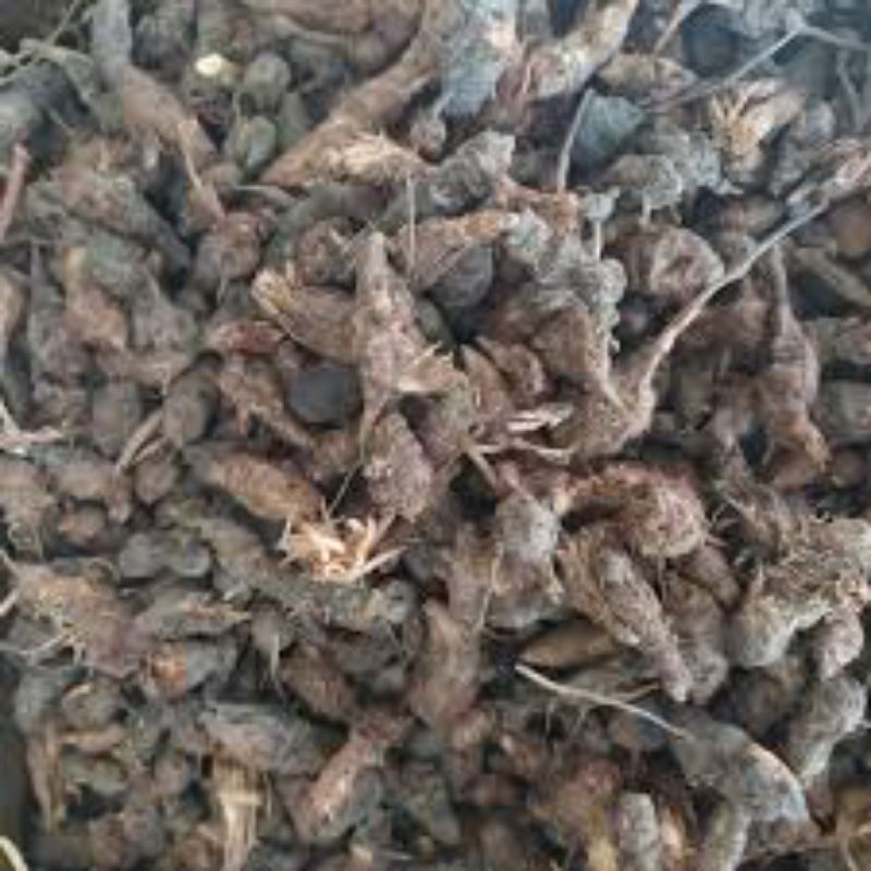 

Umbi Teki Kering 100 Gram ubi teki