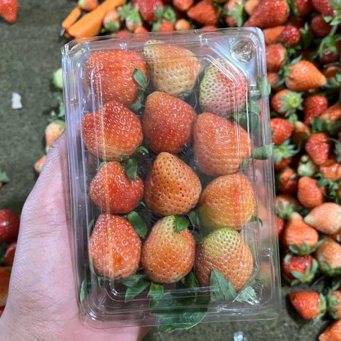 

Strawberry Fresh Premium 250gr Buah Stroberi Segar