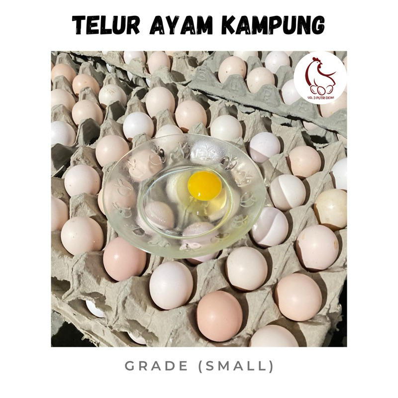 

TELUR AYAM KAMPUNG ASLI - SEGAR & ALAMI / GRADE SMALL