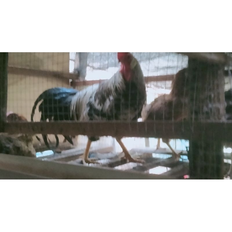 

telur fertil elhorn 10 butir