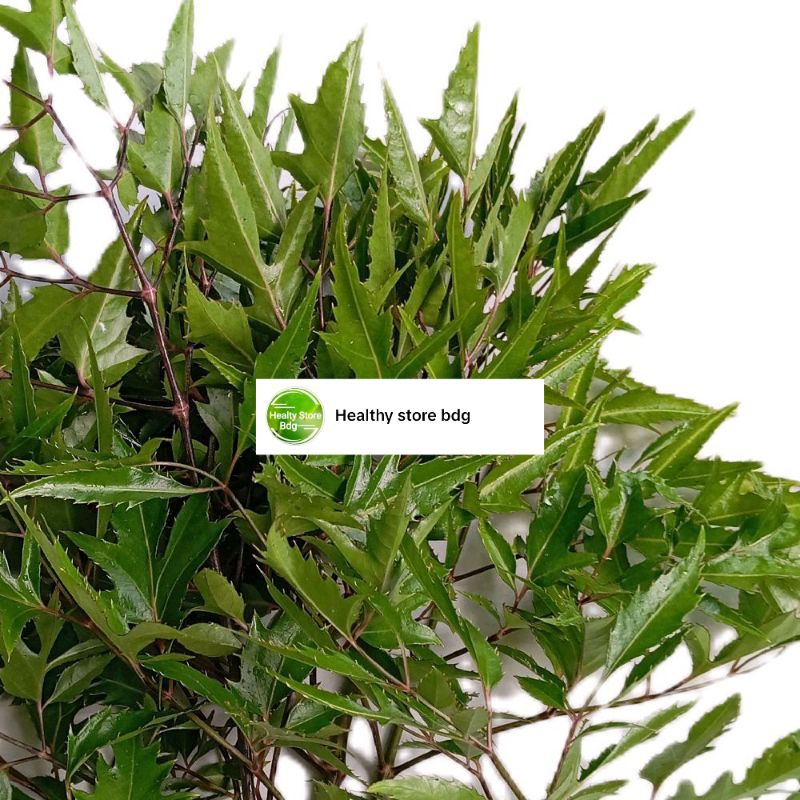 

Daun cakra cikri segar petik langsung paket 500 gram
