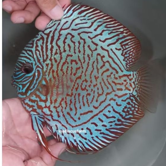 Discus Mozaik Tiger 2 inch Grade A - Perawatan Aquarium