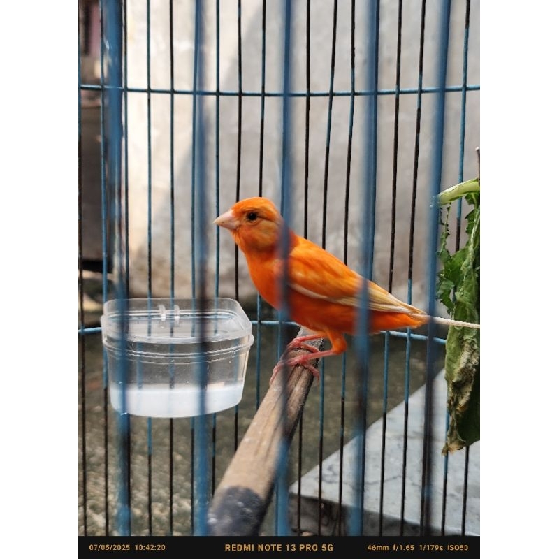 kenari loper merlok gacoran