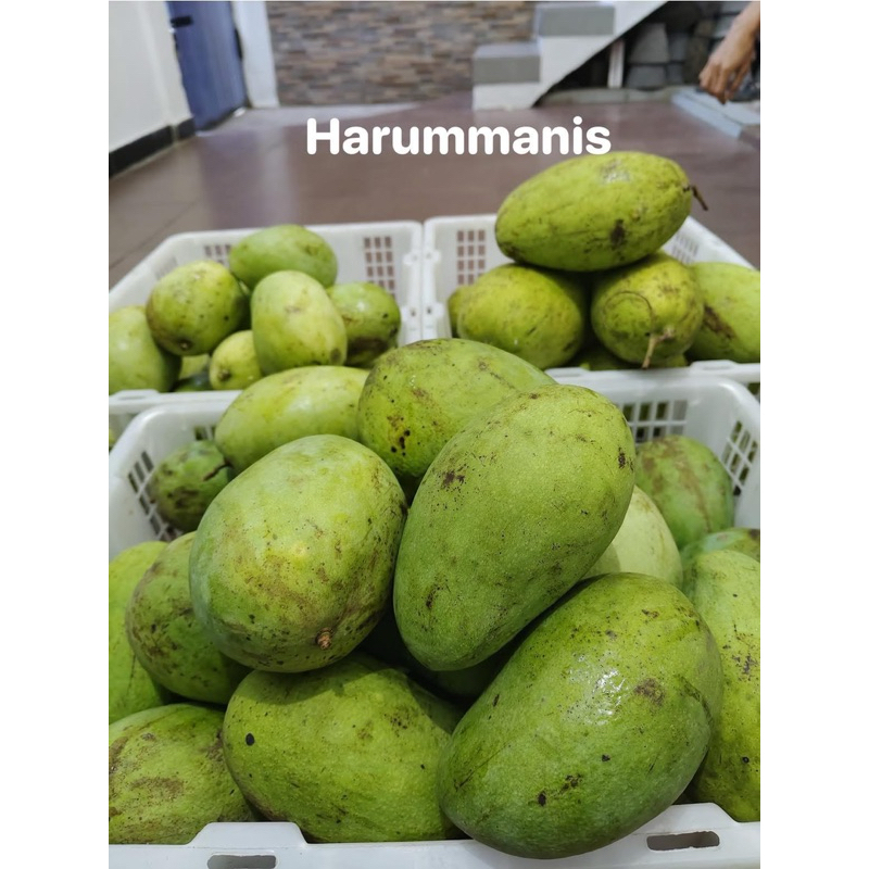 

mangga harum manis 1 kg