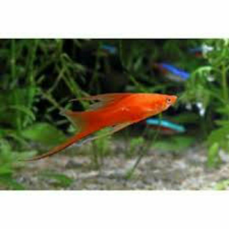 molly Platy simpson Lyretail ekor panjang cakep