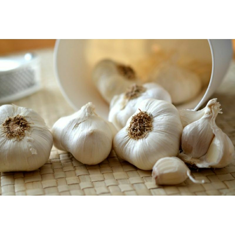 

bawang putih biasa