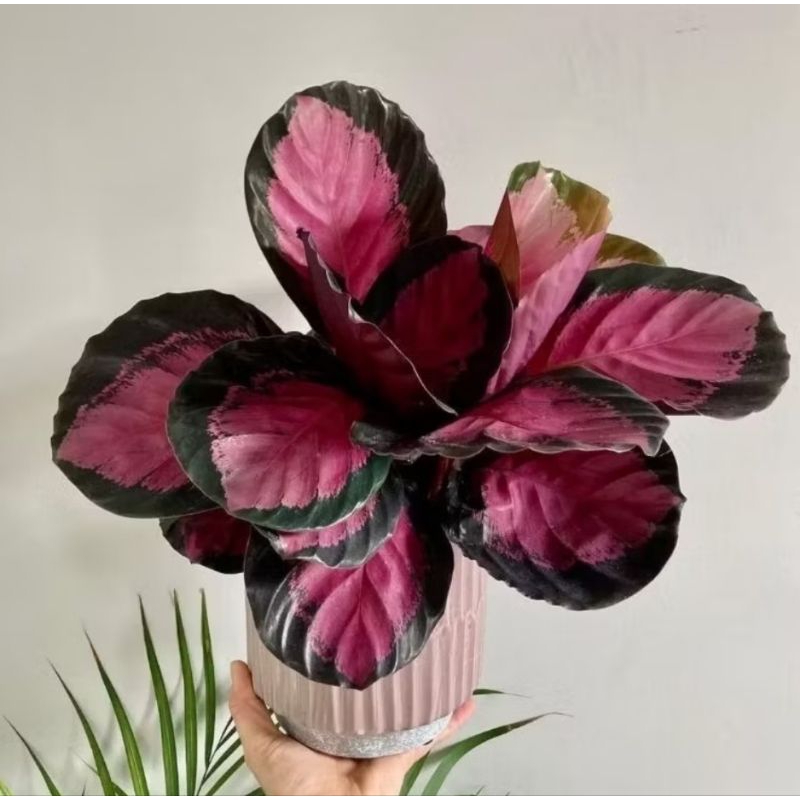 Tanaman Hias Calathea Crimson / Tanaman Calathea Crimson / Tanaman Indoor Crimson