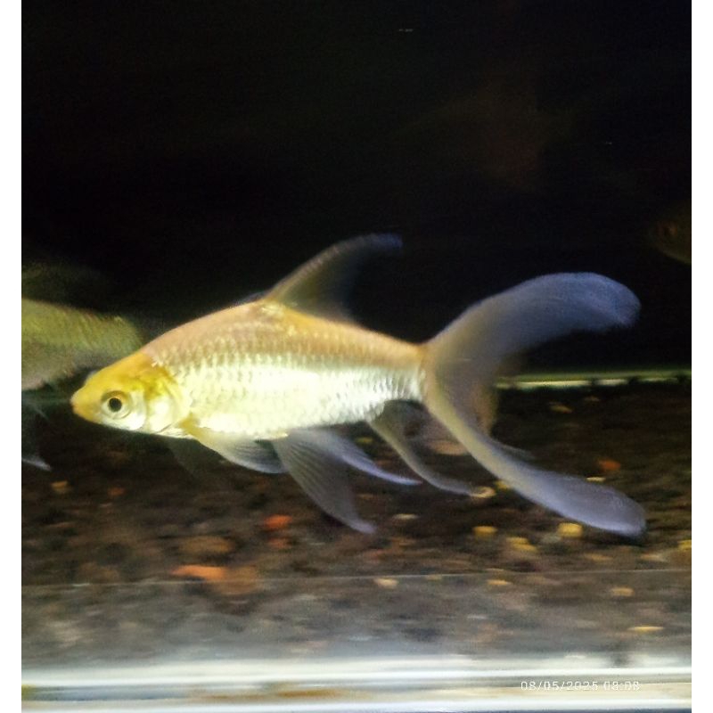hiasan golden kaviat slayer -+10cm(2jarian) tank mate kapiat ,tankmate arwan , tankmate mahseer , ka