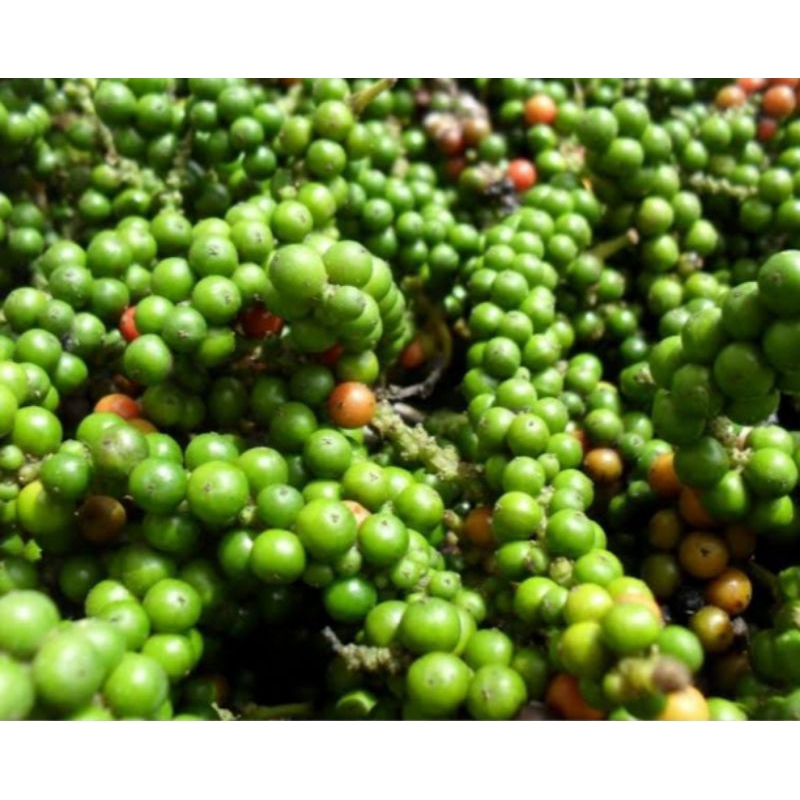 

jual buah lada/buah merica 100 gram