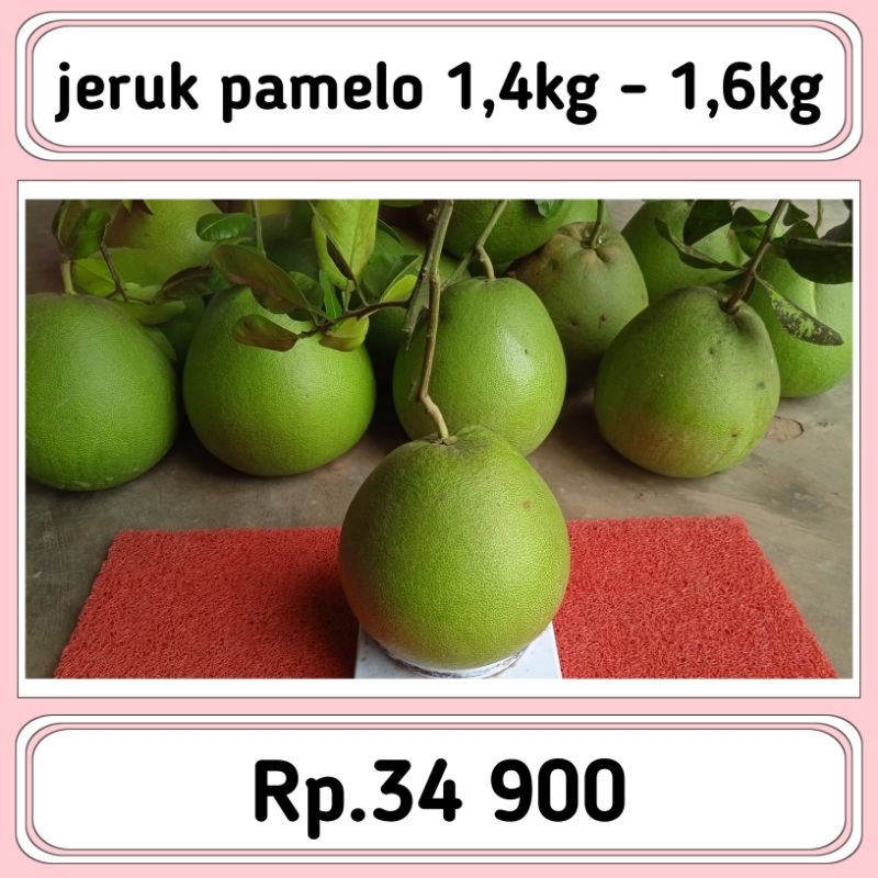 

jeruk Bali pamelo 1,4kg-1,5kg-1,6kg