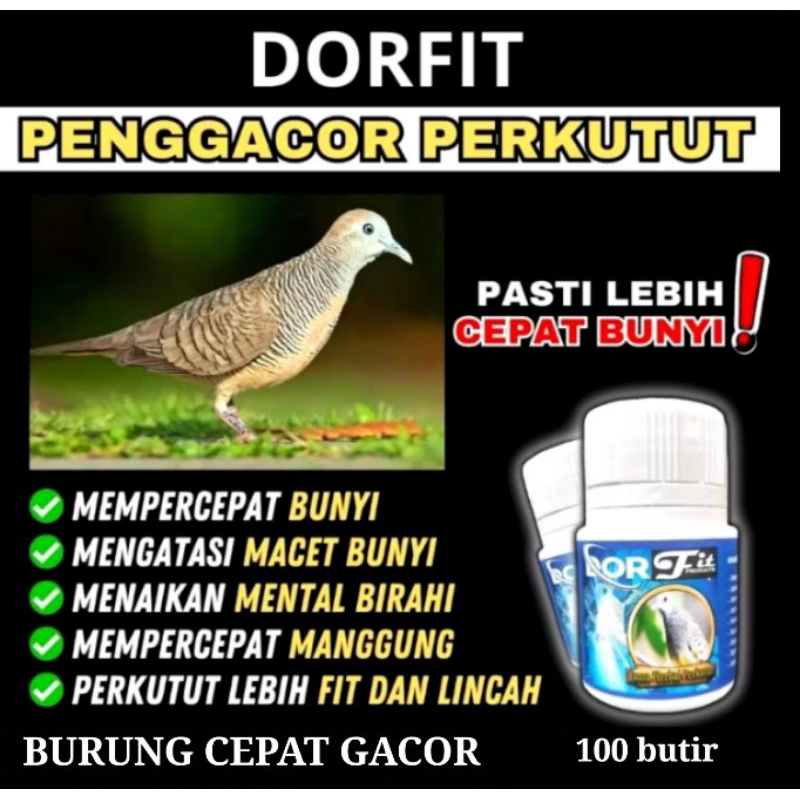 DORFIT PENGGACOR BURUNG PERKUTUT, DERUK, TEKUKUR, DLL