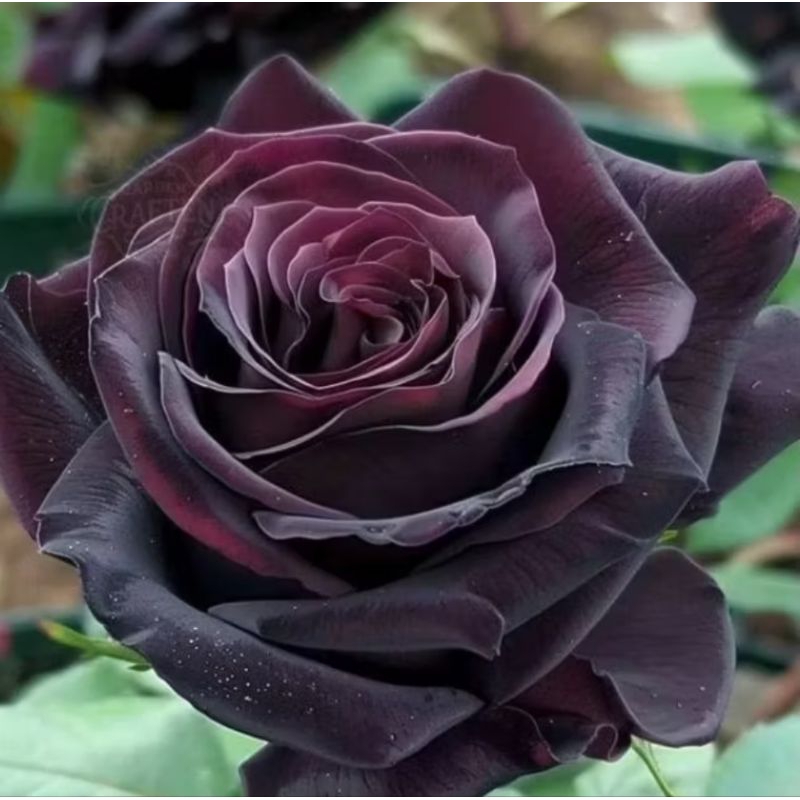 Tanaman Hias Mawar Hitam / Tanaman Mawar / Pohon Mawar Hitam