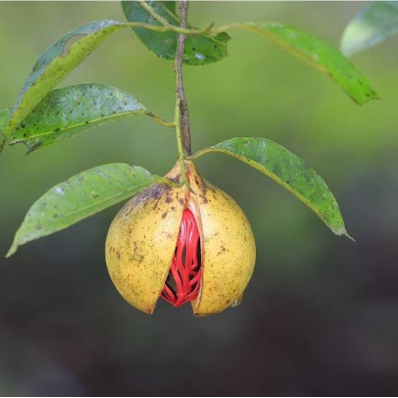 

Promo jual buah pala segar 500gram pala tua