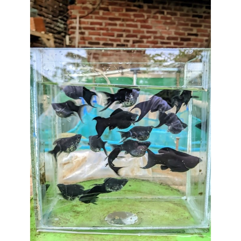 Molly Black Balon Cawang/Cagak/lyterial