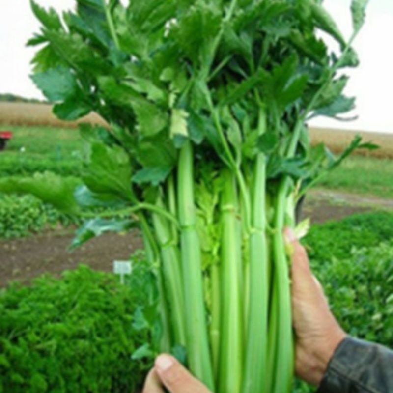 

Benih Bibit Biji - Celery Tall Utah Seledri Batang (Apium graveolens) Seeds - Panen Dalam 90 Hari