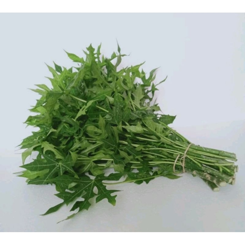 

Daun pepaya jepang 1 ikat..