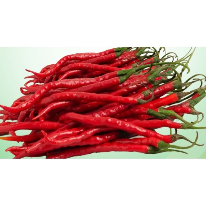 

Cabe merah keriting fresh