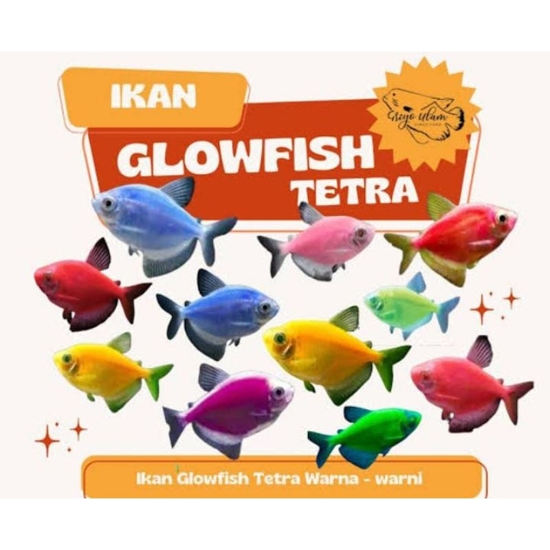 ikan Glow fish INDUKAN paket 20 ekor