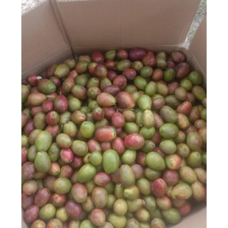 

matoa 1 kg