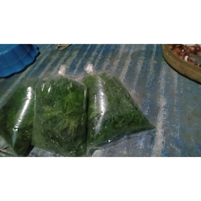 tanaman air ekor tupai plastik 2kg