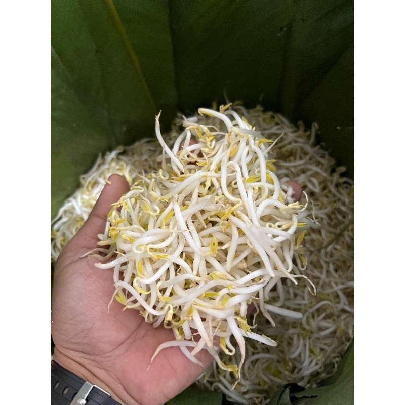 

Sayur Toge / Tauge