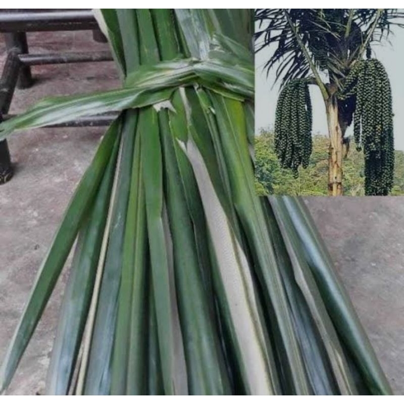 

daun aren segar pres-pres/isi 500gr siap kirim