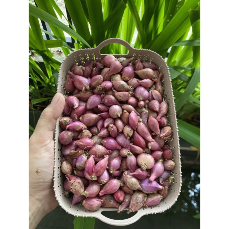 

(1000gr) bawang merah ukuran kecil/lembut/ulekan (i)
