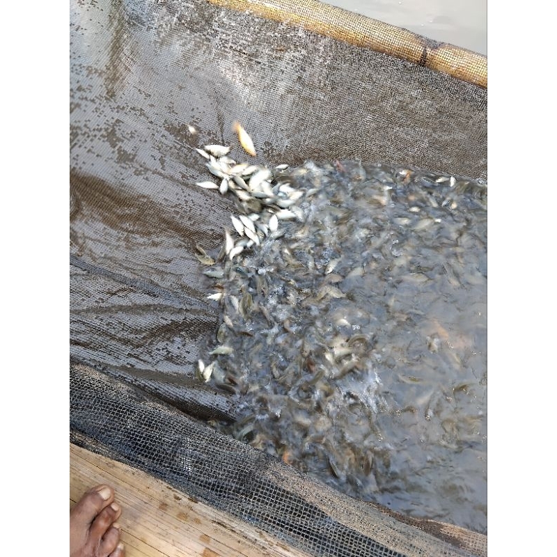 ikan mas hidup pakan predator isi 30 ekor