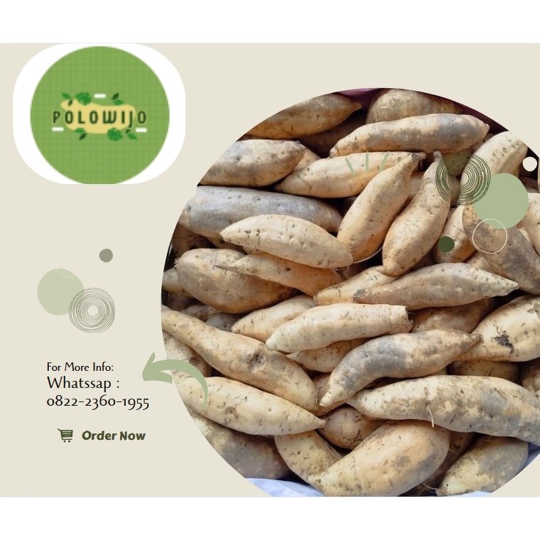 

UBI MADU MENTAH 500 GR ASLI JAWA TENGAH