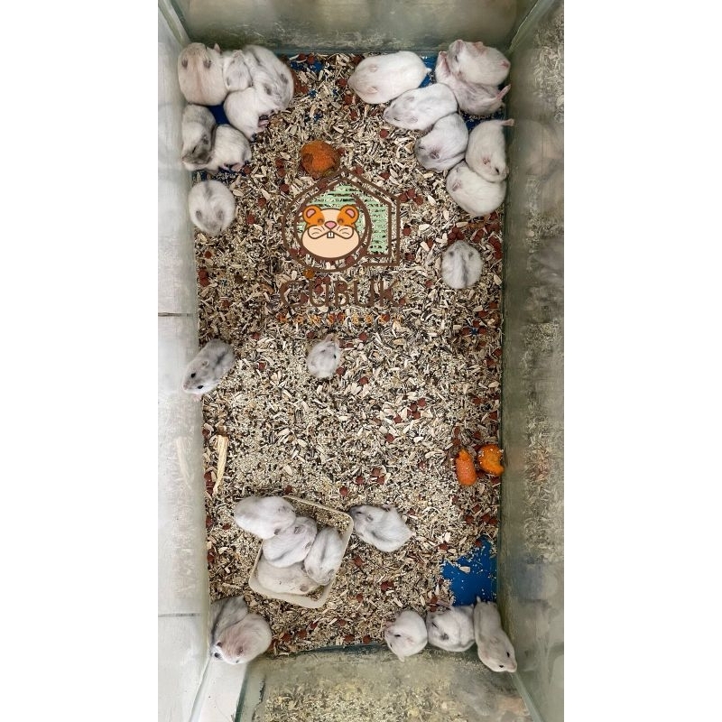 PROMO 2 HAMSTER WINTER WHITE PEARL