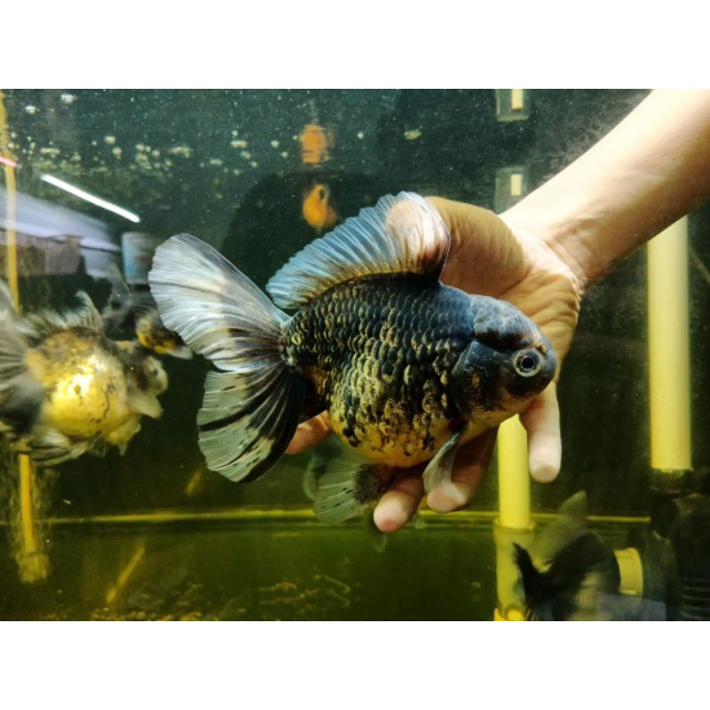 Ikan Koki | ikan mas koki | koki oranda jumbo | koki ryukin jumbo | oranda rosetail jumbo | ryukin j