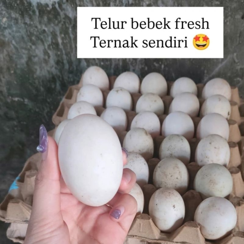 

Telur bebek jamin baru ternak sendiri telur untuk konsumsi (Perbutir)