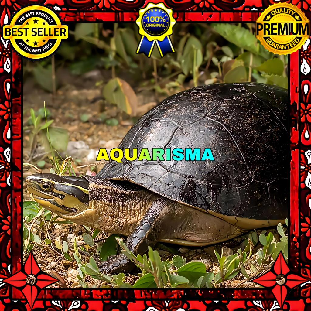 KEBUTUHAN AKUARIUM - KURA AMBON COURA AMBOINENSIS BATOK HITAM 15-17 CM