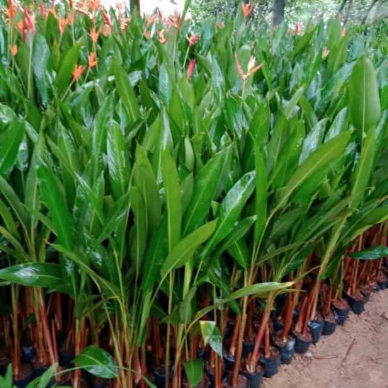 tanaman hias pisang Heliconia / tanaman pisang pisangan / heliconia