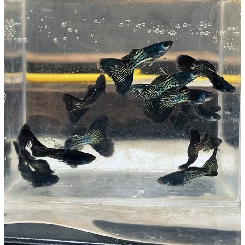 hiasan guppy black moskow,full gold, sky blue